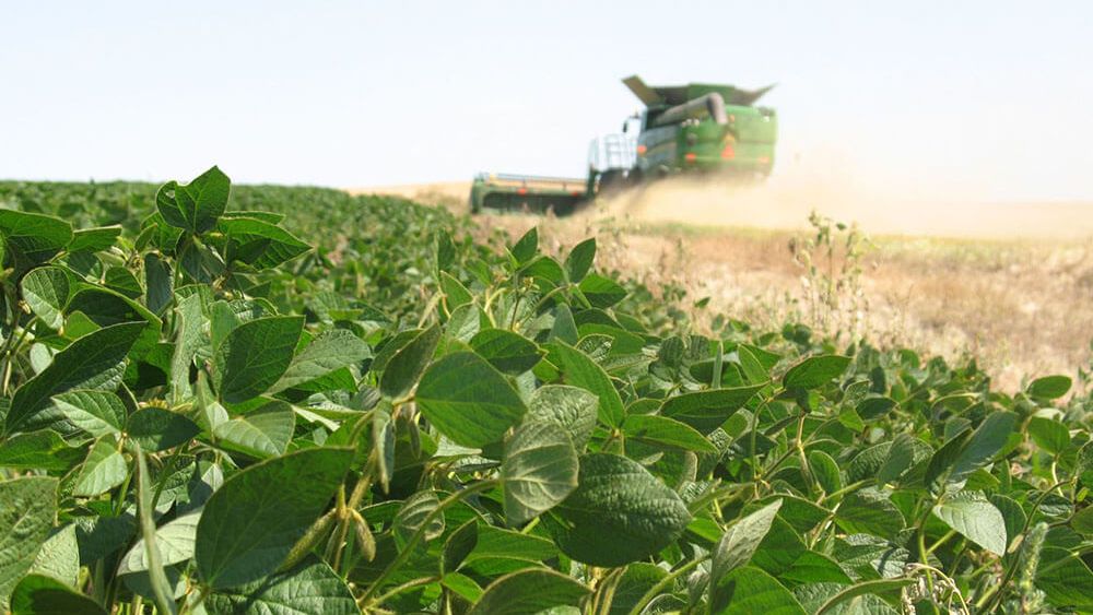 La soja de primera y de segunda mostraron signos de incipiente estrés hídrico.&nbsp;
