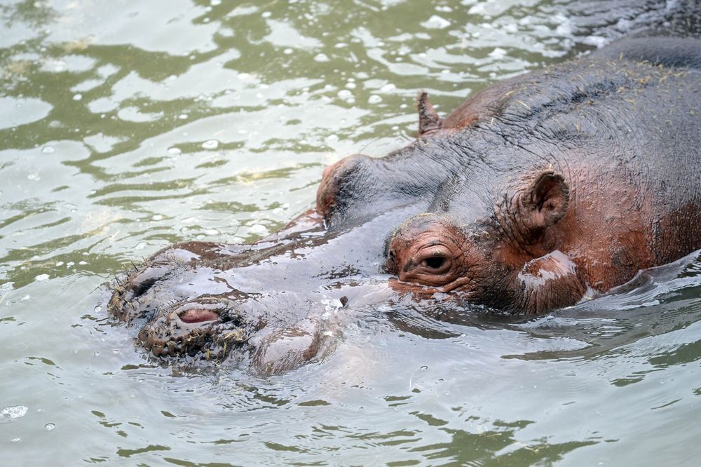 El hipopótamo Hipólito falleció este viernes 6 de febrero.