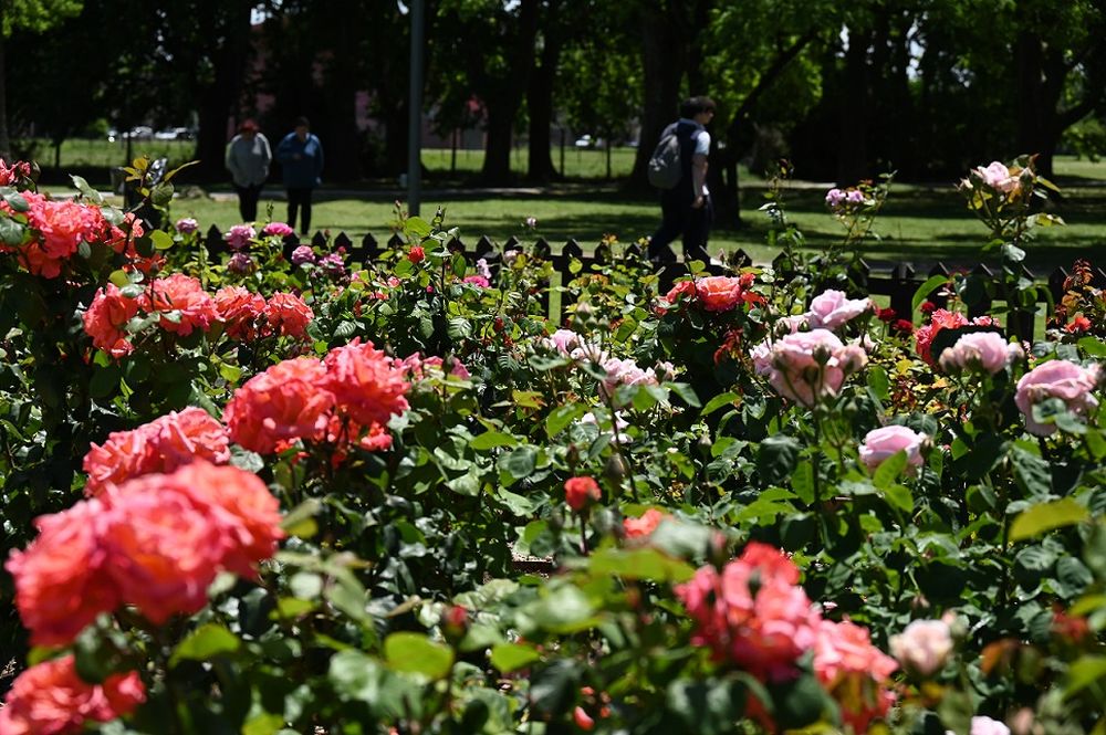 rosas lujan 2