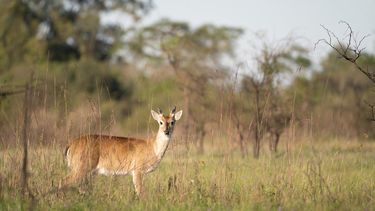 El venado de las pampas. (Fundacion Rewilding)