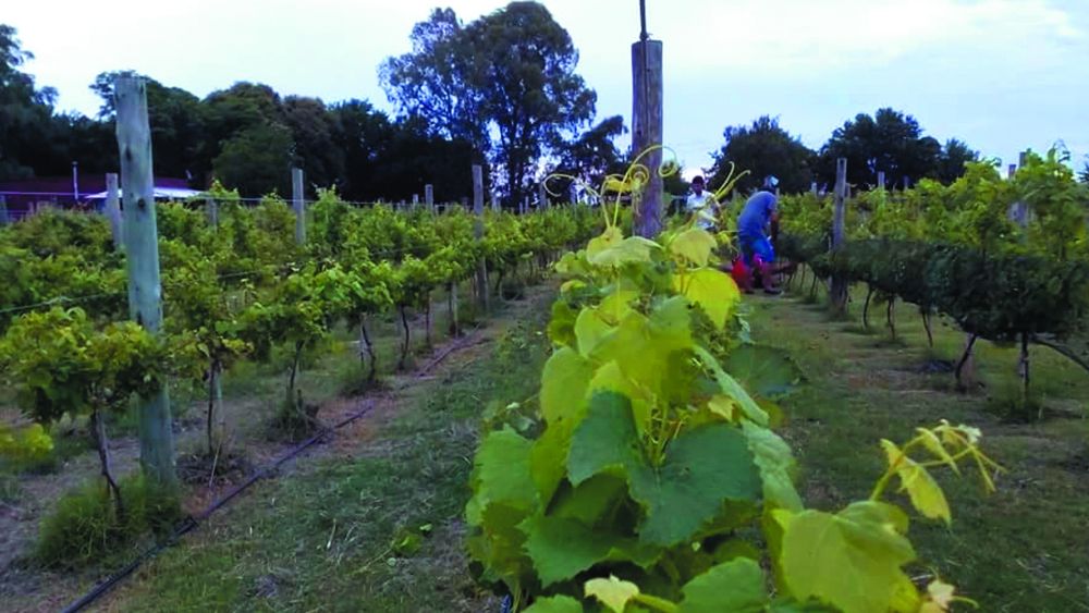 Bodega Las Antípodas, en Junín. Bodega Las Antípodas, en Junín.