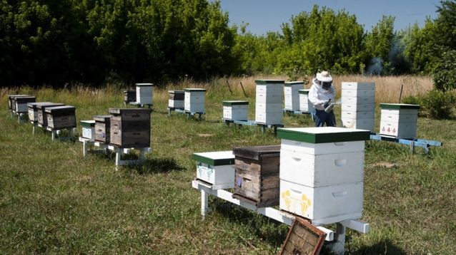 Abejas y loque americana: recomendaciones del Senasa para los apicultores.