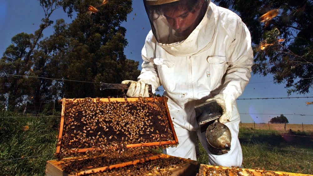 Más allá de los números, la miel bonaerense también se abre paso como un atractivo turístico Más allá de los números, la miel bonaerense también se abre paso como un atractivo turístico