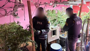 La Policía Federal Argentina incautó una mega plantación de marihuana en Glew y detuvo a una pareja.&nbsp;