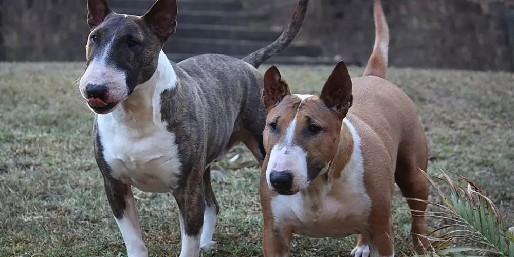 Dos perros Bull Terrier similares a los que atacaron al vecino en Ingeniero Maschwitz.