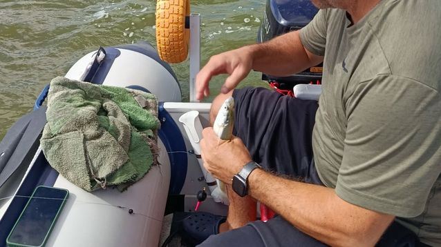 El pejerrey, un emblema de la pesca deportiva en las lagunas bonaerenses. (https://www.elcronista.ar)
