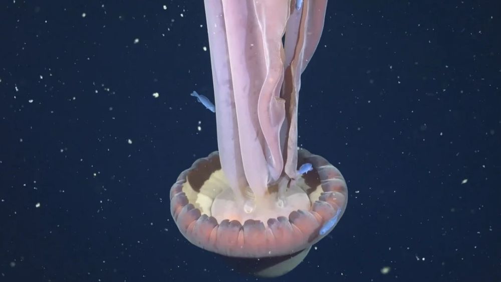 El nombre científico de la especie es Stygiomedusa gigantea, y ha sido registrada solamente 130 veces desde que fue advertida en el año 1910.&nbsp;