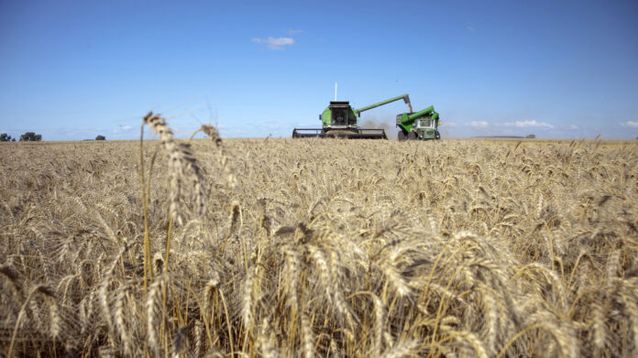 Una máquina trabajando en un campo con trigo.