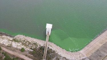 Las algas en el Dique Paso de las Piedras, un problema recurrente. (ABSA)