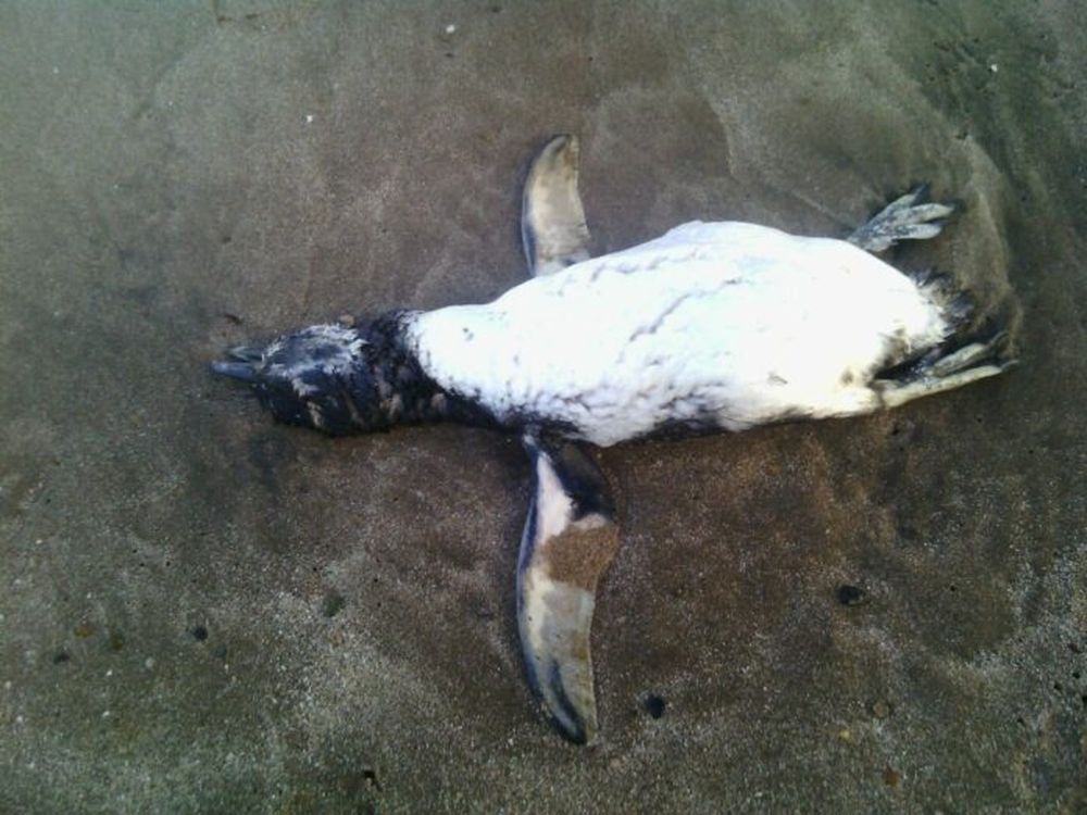 Los pingüinos causaron preocupación en los vecinos.