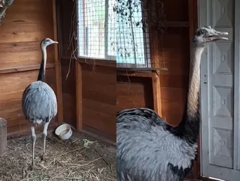 El operativo sirvió para recordar que la fauna silvestre no debe mantenerse como mascota: ante la aparición de un animal de estas características, lo recomendable es recurrir a los organismos especializados para que pueda recibir atención y ser trasladado a un ambiente apropiado.
