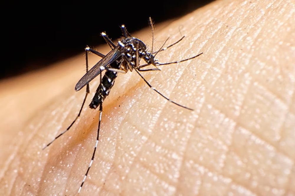 El Aedes aegypti, vector del dengue, también lo es de la fiebre chikungunya.&nbsp;