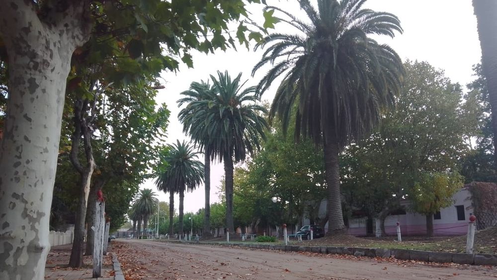 El boulevard de la palmeras, el orgullo de Ernestina.
