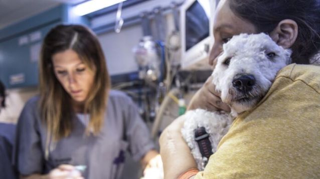 Una veterinaria haciendo su trabajo.