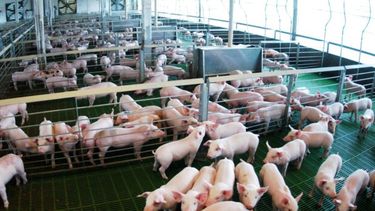 La producción porcina, una de las que tene dificultades.