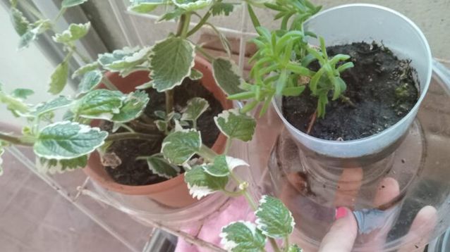 Los platos donde escurren las plantas, bebederos de mascotas y botellones o neumáticos en patios y balcones pueden convertirse en criaderos de mosquitos Aedes aegypti. (Archivo)