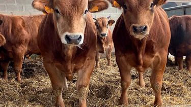 En ganadería, el futuro ya llegó.