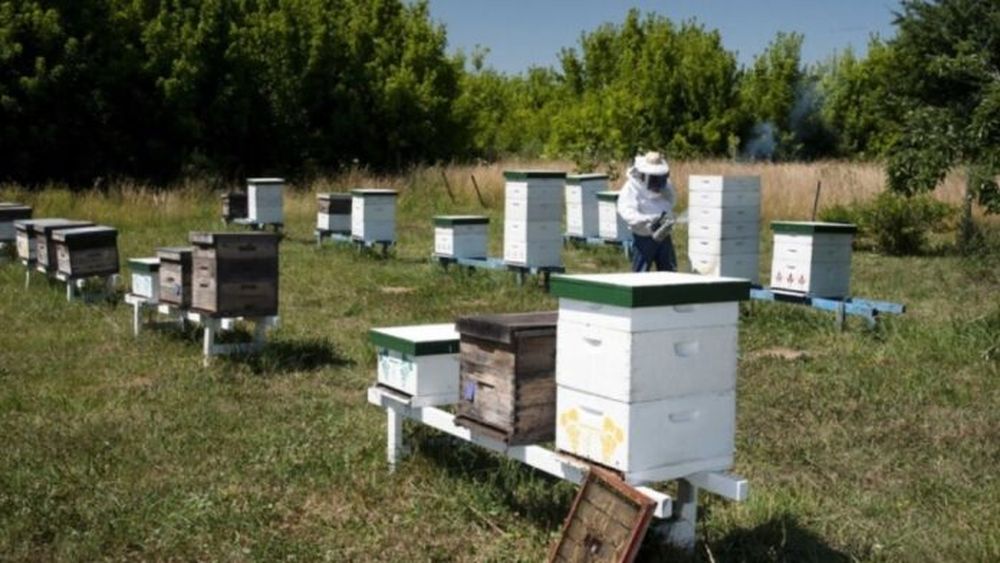 Con el objetivo de mejorar la trazabilidad y el control sanitario de la cadena apícola. - Senasa -