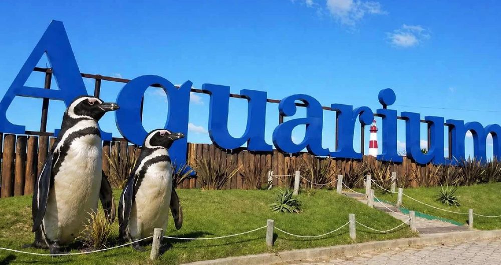 Muy pocos pingüinos quedan en el acuario de Mar del Plata.