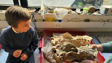 Manu, de cuatro años, en el Museo Lorenzo Scaglia de Mar del Plata con el cráneo del perezoso terrestre gigante que encontró enla playa. (Museo Scaglia)