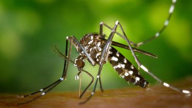 Los mosquitos de la especie Aedes aegypti son vectores de los virus del dengue, la fiebre amarilla, fiebre chikunguña y el zika.