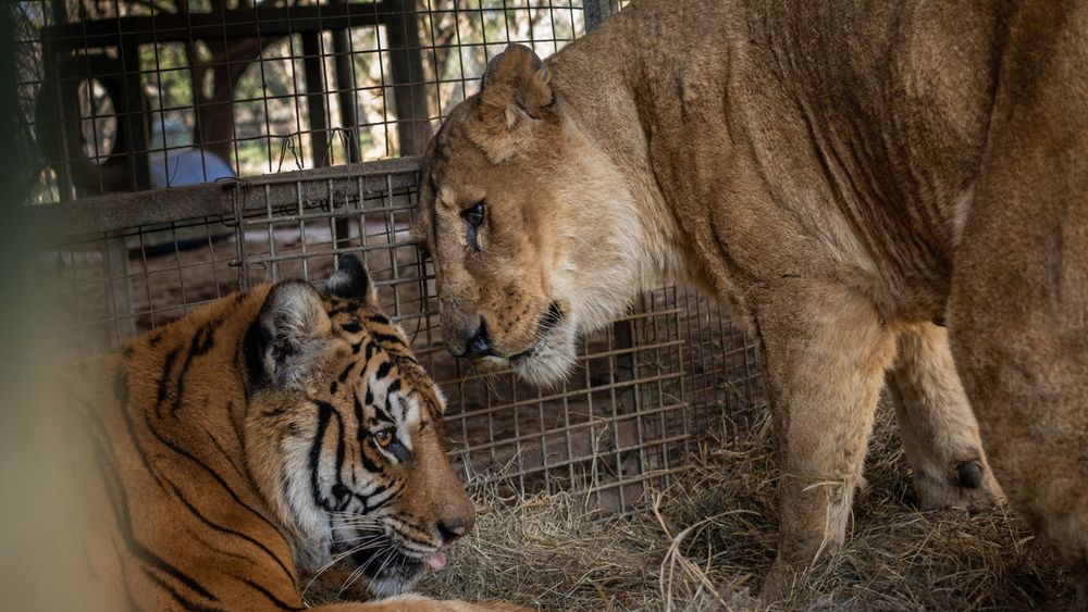 Los animales en el Zoo de Luján. (Four Paws)