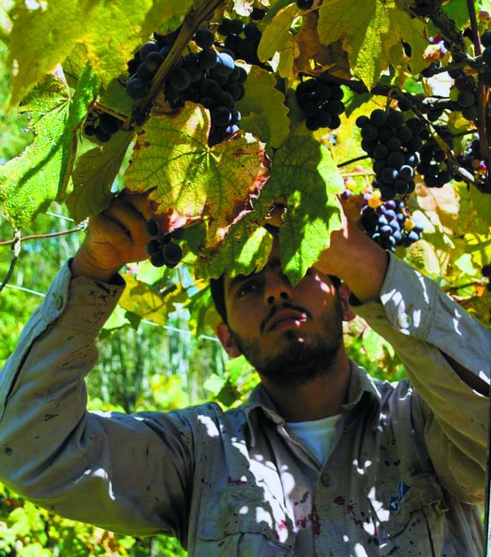 El vino de la Costa, en Berisso