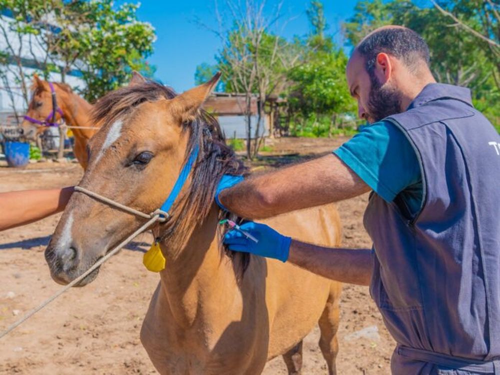 65a2e229015f2_encefalitis-equina-caballos-san-fernando-vacunados-8