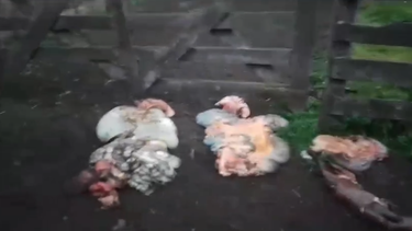 Los restos de los animales robados y faenados en un campo  de La Dulce. (Imagen de video/La Dulce Digital)
