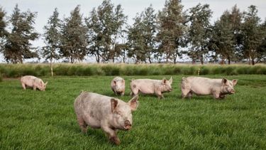 La prevención es una responsabilidad compartida entre productores, consumidores y autoridades sanitarias.