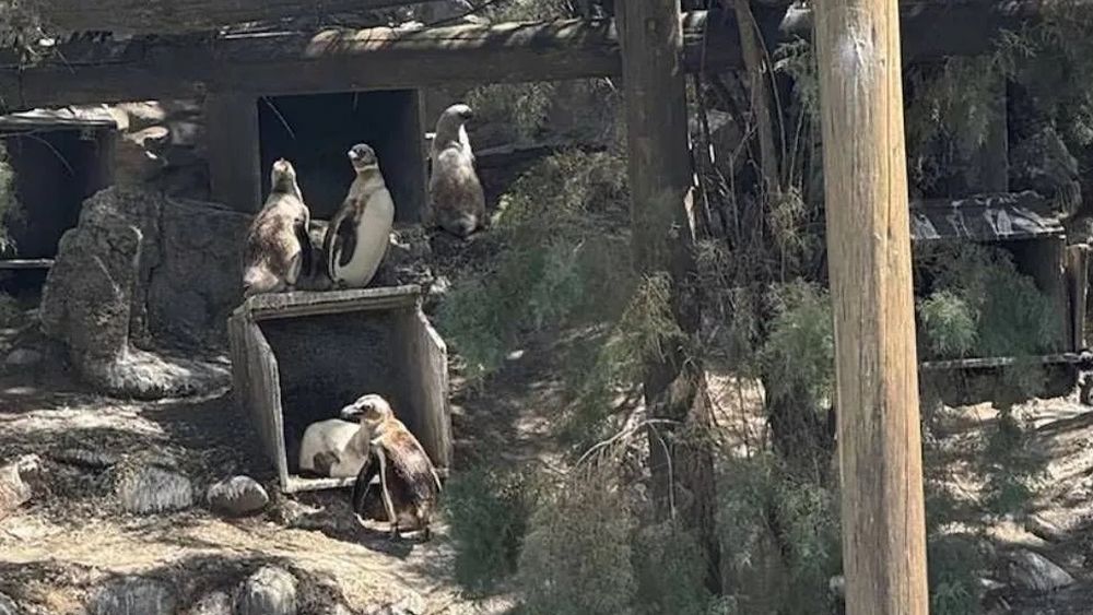 Los pingüinos de Magallanes, de Mar del Plata a Guerrico, en Río Negro.