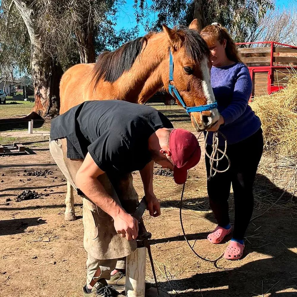 El caballo rescatao quedó bajo guarda judicial a cargo de la ONG Asociación Civil Cinco Corazones rescate equino. El caballo rescatao quedó bajo guarda judicial a cargo de la ONG Asociación Civil Cinco Corazones rescate equino.