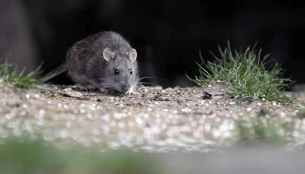 El hantavirus en la mira. El hantavirus en la mira.