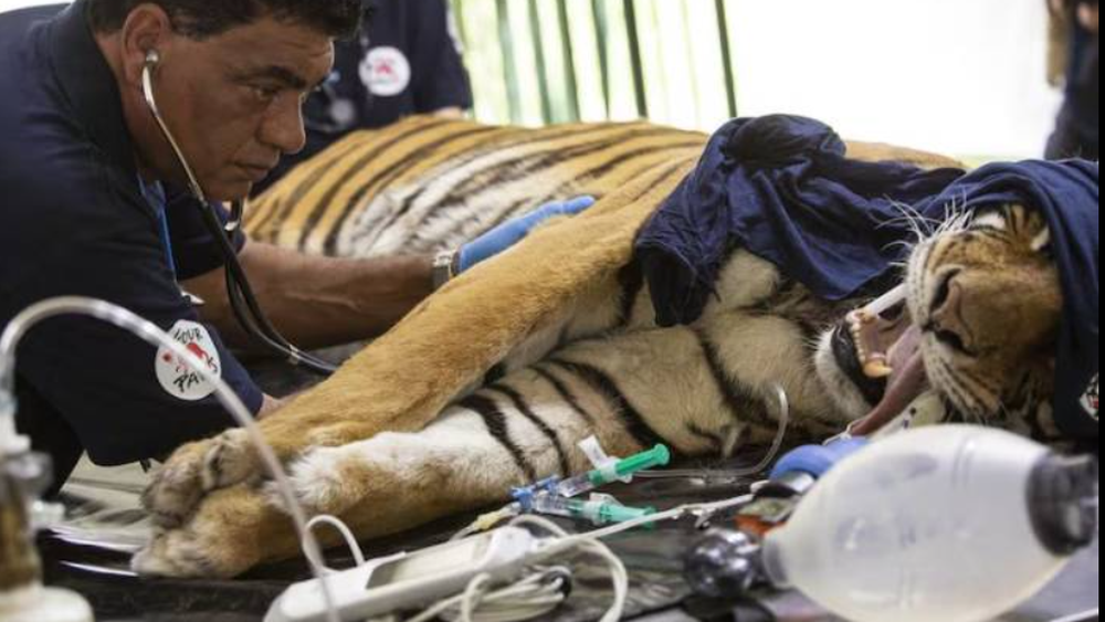 El doctor Amir Khalil es conocido en el mundo como el veterinario de guerra. Tuvo a cargo la evaluación de los animales del ex Zoológico de Luján.