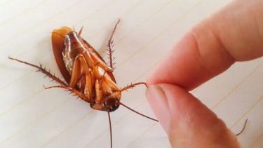 Las cucarachas son consideradas una doble plaga: sanitaria y económica.