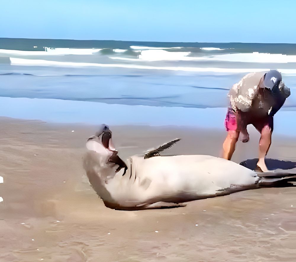El momento en el que el veraneante toca al elefante marino y el animal reacciona asustado. (Captura de video)