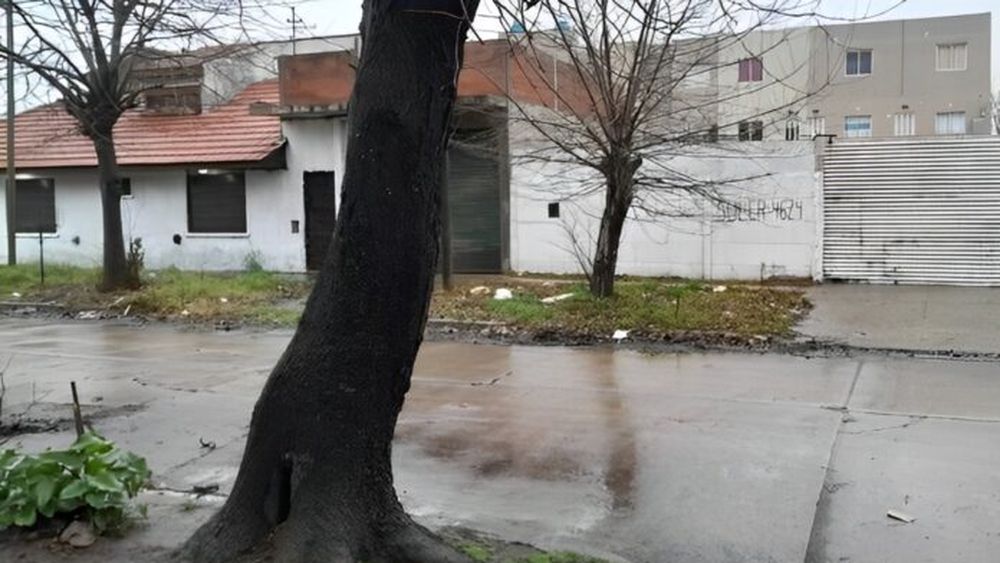 El cable fue puesto entre dos árboles el lunes a la noche. (0223)