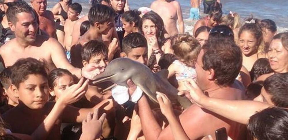 En el verano de 2017, en Santa Teresita, turistas sacaron un delfín del mar para fotografiarlo y el animal falleció.