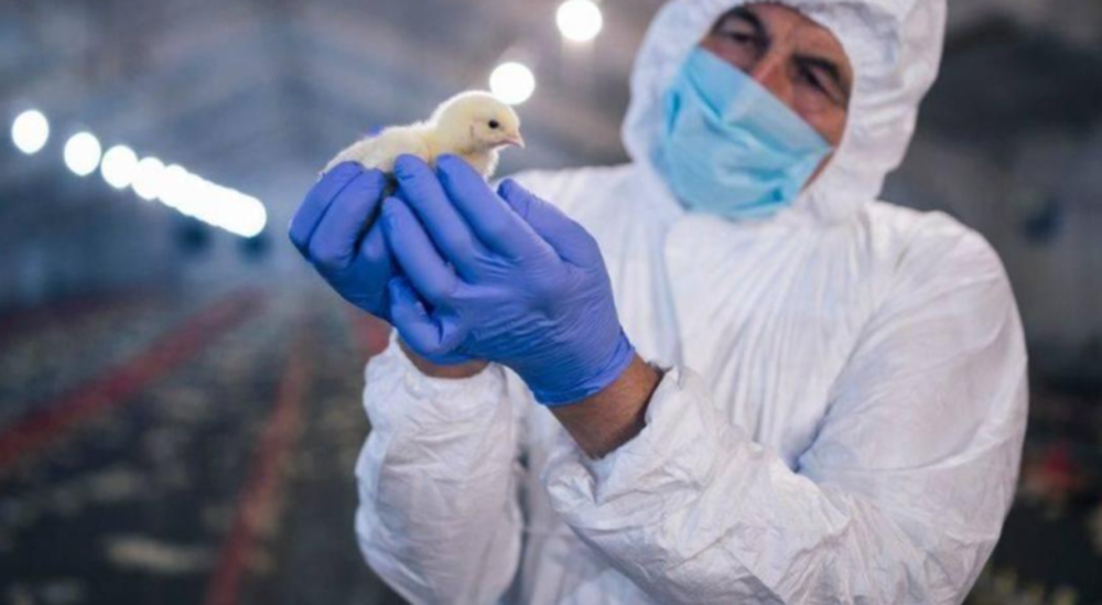 Las infecciones por el virus de la influenza aviar en humanos causan cuadros leves a graves de las vías respiratorias superiores y pueden ser mortales.