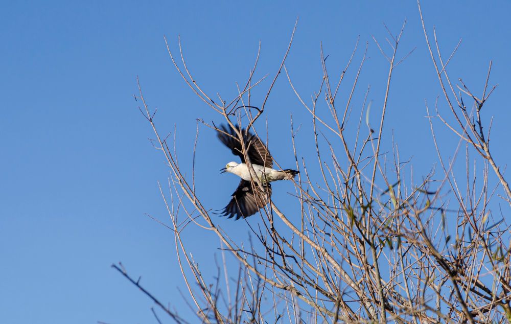 pn_ciervo_de_los_pantanos_fauna_ph_parques_nacionales