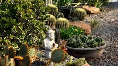El universo de los cactus bonaerenses es inagotable. (Instagram Vivero Rauscher)
