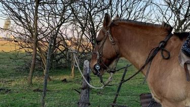 La Encefalitis Equina del Oeste se detectó en el país en noviembre de 2023.