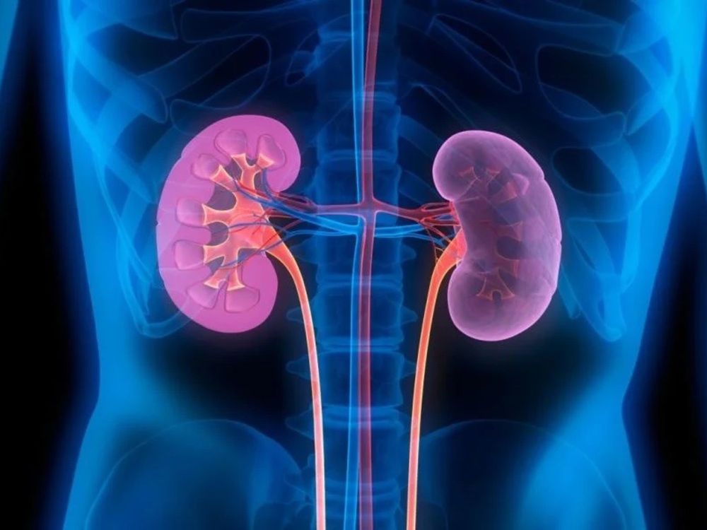 La presencia de albúmina en orina expresa tanto daño renal como cardiovascular.