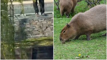 un hombre le disparo a un grupo de carpinchos en nordelta: lo denunciaron por maltrato animal