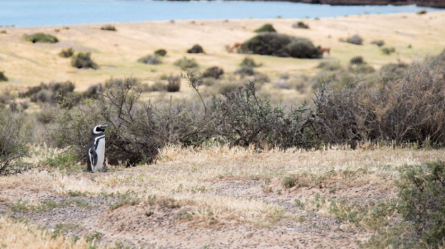 Punta Tombo es un Área Natural Protegida de objetivo específico que abarca 210 hectáreas de Estepa Patagónica, ubicada en el Departamento de Florentino Ameghino.
