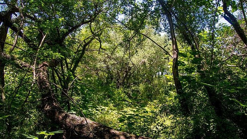 Un bosque nativo bonaerense.