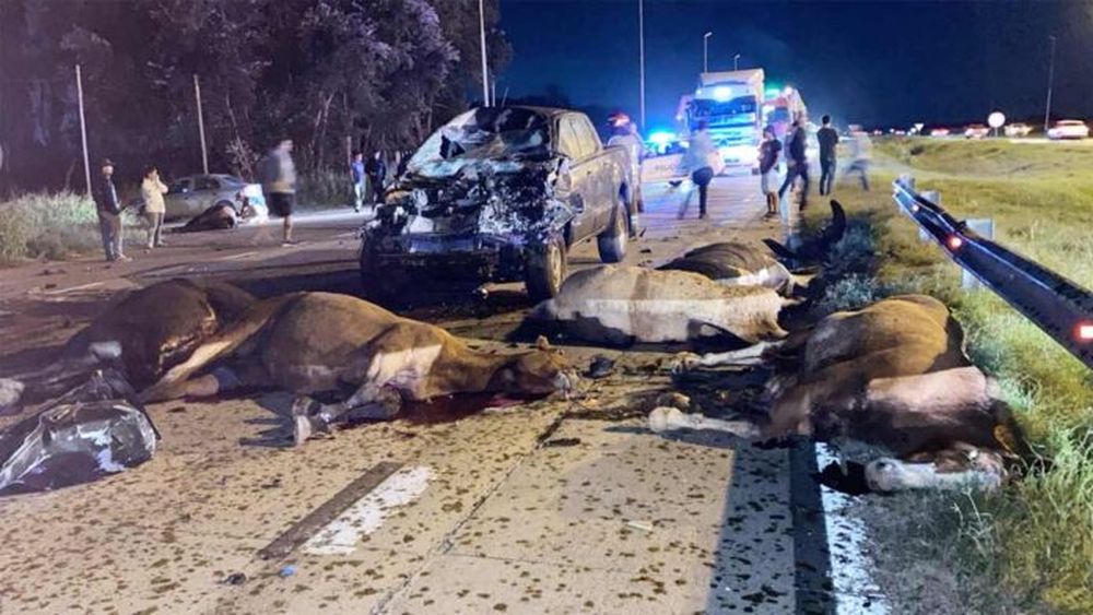 Los animales muertos debieron ser retirados de la ruta. (InfoCañuelas)