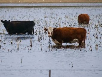 Un campo afectado por las inundaciones. Un campo afectado por las inundaciones.