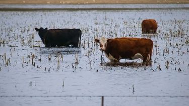Un campo afectado por las inundaciones.