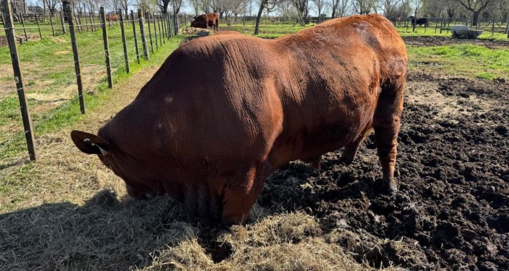 La autoridad sanitaria panameña autorizó el ingreso de genética bovina argentina.